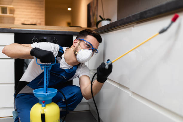 Wasp Removal Services in Amboy, IL