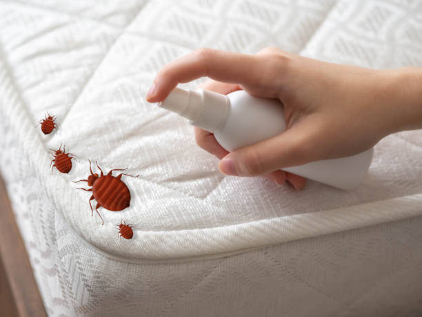 Best Best Pest Control Companies  in Amboy, IL